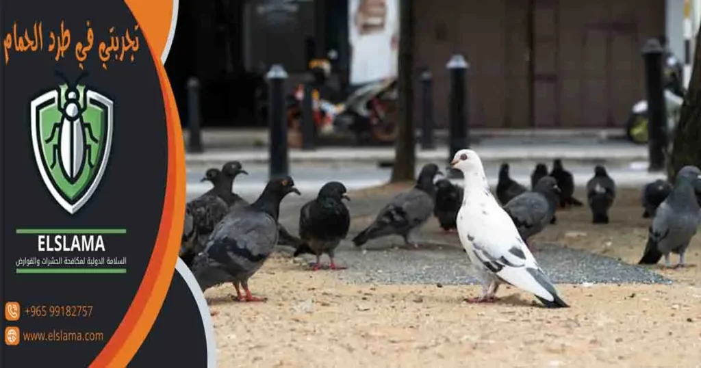 تجربتي في طرد الحمام