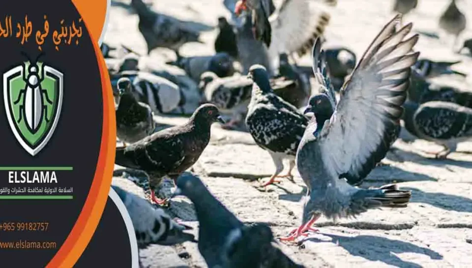 تجربتي في طرد الحمام
