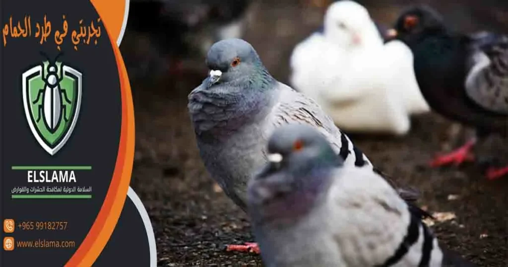 تجربتي في طرد الحمام