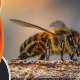 رقم شركة مكافحة النحل