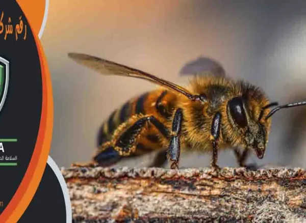 رقم شركة مكافحة النحل