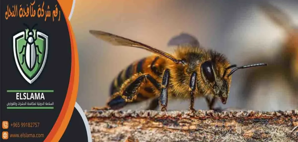 رقم شركة مكافحة النحل