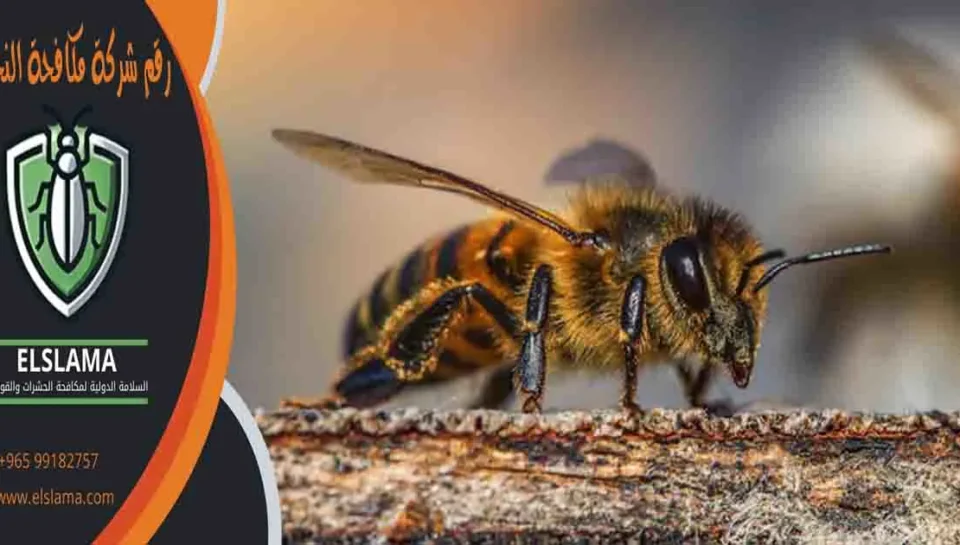 رقم شركة مكافحة النحل