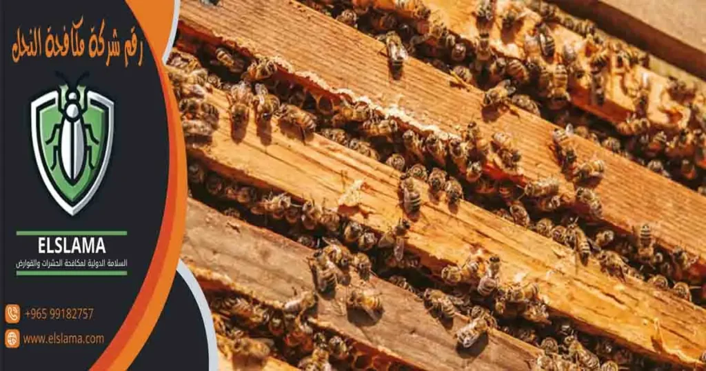 رقم شركة مكافحة النحل