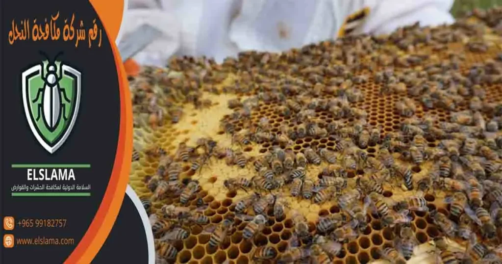 رقم شركة مكافحة النحل