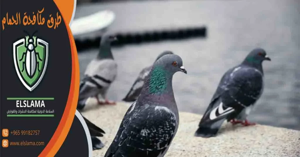 طرق مكافحة الحمام
ابعاد الطيور عن النوافذ