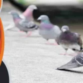 طرق مكافحة الحمام ابعاد الطيور عن النوافذ