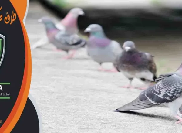 طرق مكافحة الحمام ابعاد الطيور عن النوافذ