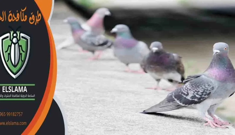 طرق مكافحة الحمام ابعاد الطيور عن النوافذ