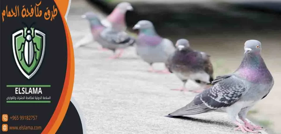 طرق مكافحة الحمام ابعاد الطيور عن النوافذ