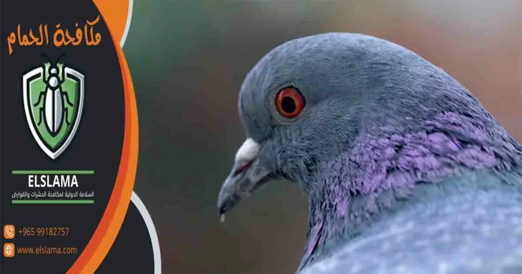 مكافحة الحمام
مكافحة حمام