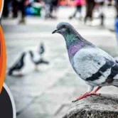 مكافحة الحمام (2) مكافحة الحمام مكافحة حمام