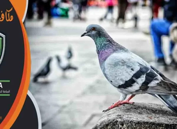 مكافحة الحمام مكافحة حمام