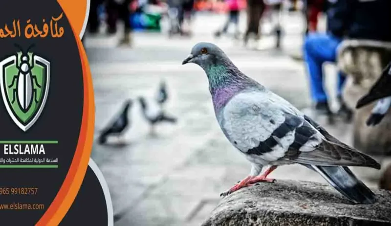 مكافحة الحمام مكافحة حمام