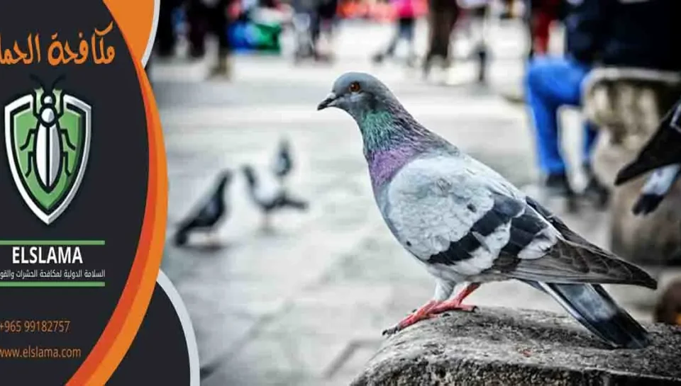 مكافحة الحمام مكافحة حمام