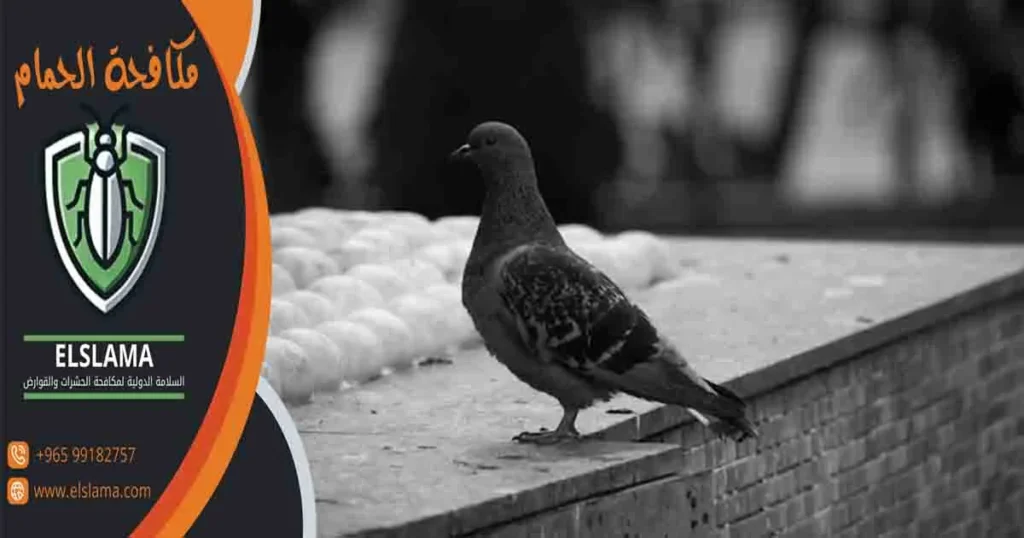 مكافحة الحمام
مكافحة حمام