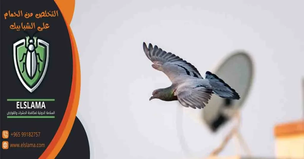 التخلص من الحمام على الشبابيك