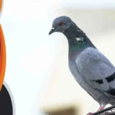 التخلص من الحمام على الشبابيك