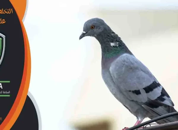 التخلص من الحمام على الشبابيك