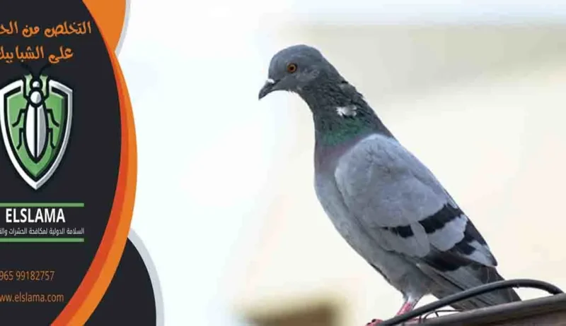 التخلص من الحمام على الشبابيك