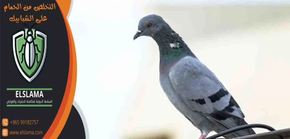 التخلص من الحمام على الشبابيك