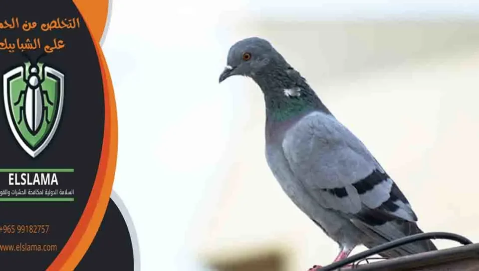 التخلص من الحمام على الشبابيك