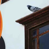 طارد الحمام من الشبابيك طرد الحمام من الشبابيك طرد الحمام من النوافذ طرد الطيور من الشبابيك
