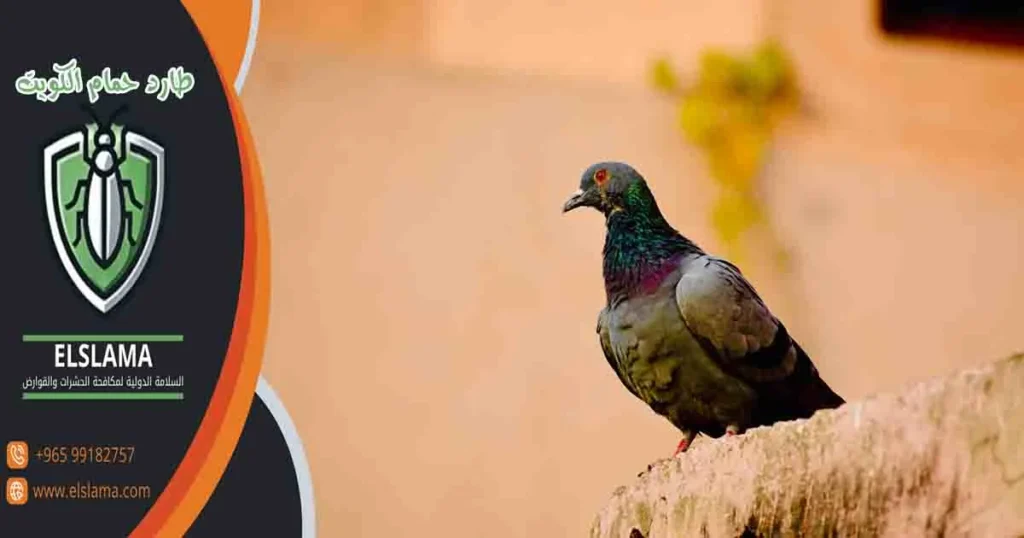 طارد حمام الكويت
طارد الحمام الكويت