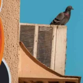 طرد الحمام من المكيفات طرد الحمام من المكيف طرد العصافير من المكيفات