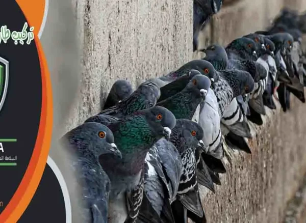 تركيب طارد الحمام الكويت تركيب طارد الطيور