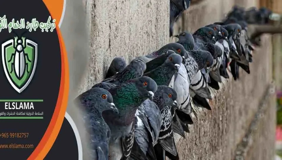 تركيب طارد الحمام الكويت تركيب طارد الطيور