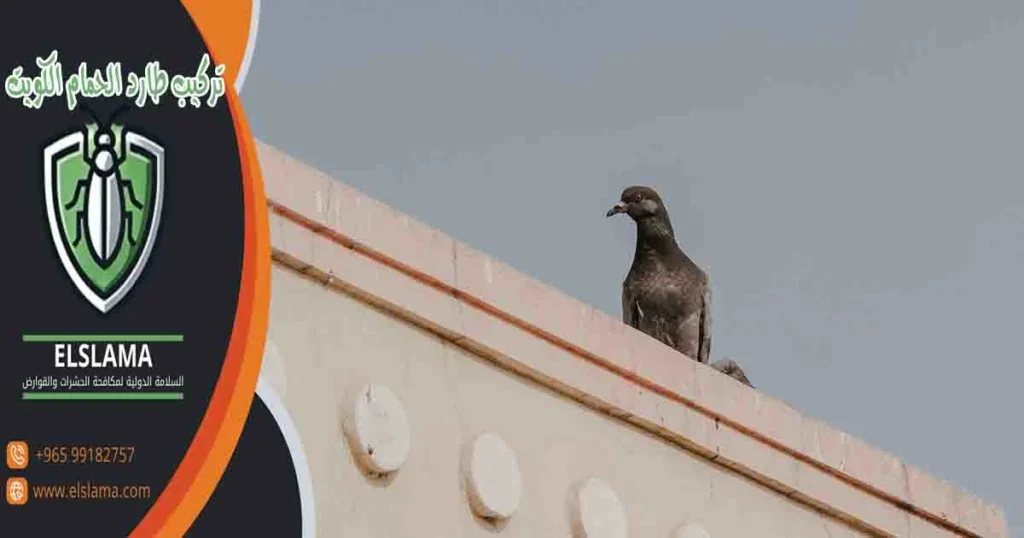 تركيب طارد الحمام الكويت
تركيب طارد الطيور