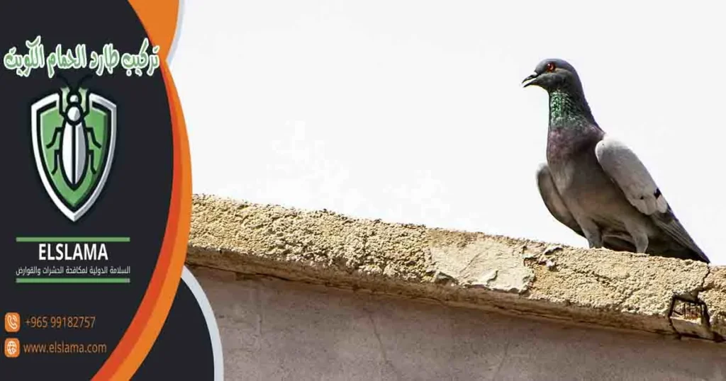 تركيب طارد الحمام الكويت
تركيب طارد الطيور