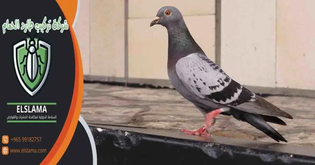 شركة تركيب طارد الحمام
شركة تركيب طارد
شركة تركيب طارد حمام