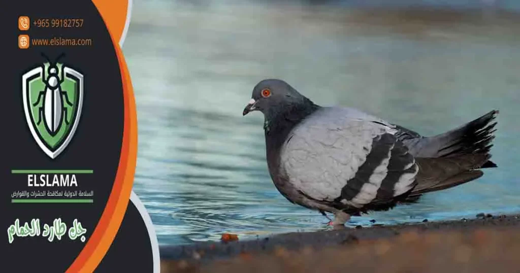 جل طارد الحمام
جل طارد الحمام الكويت