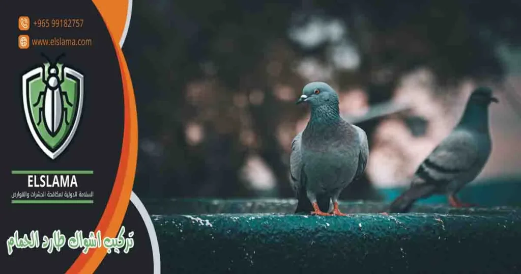 تركيب اشواك طارد الحمام
اشواك طرد الحمام
اشواك طاردة للطيور
اشواك لطرد الحمام