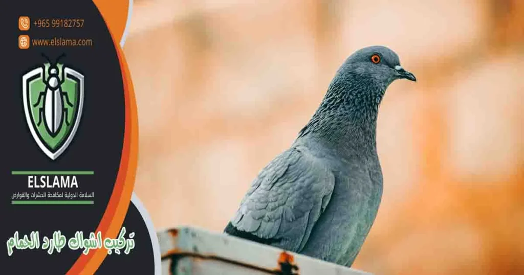 تركيب اشواك طارد الحمام
اشواك طرد الحمام
اشواك طاردة للطيور
اشواك لطرد الحمام