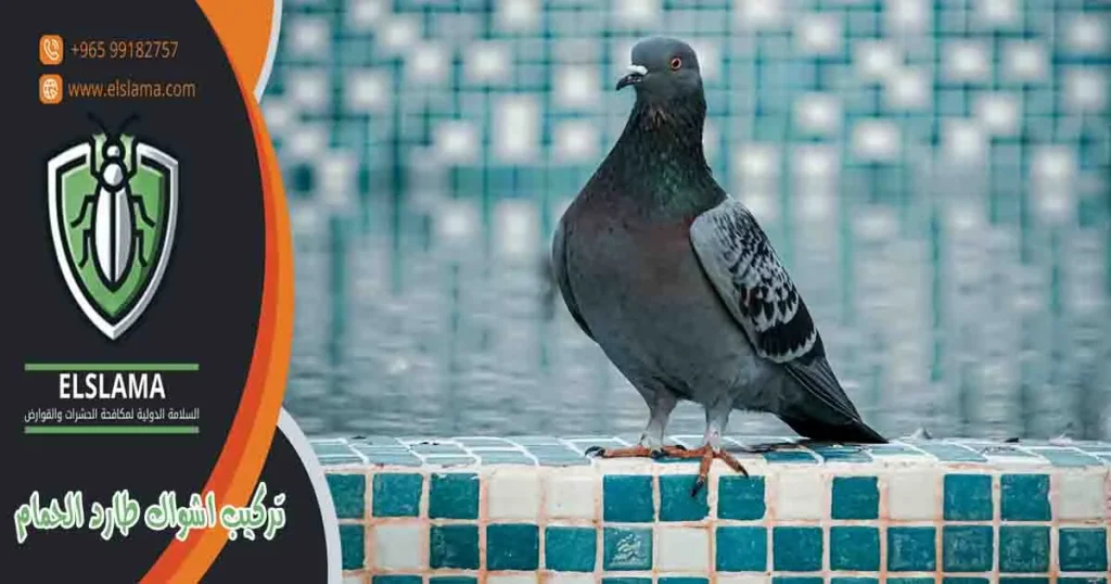 تركيب اشواك طارد الحمام
اشواك طرد الحمام
اشواك طاردة للطيور
اشواك لطرد الحمام